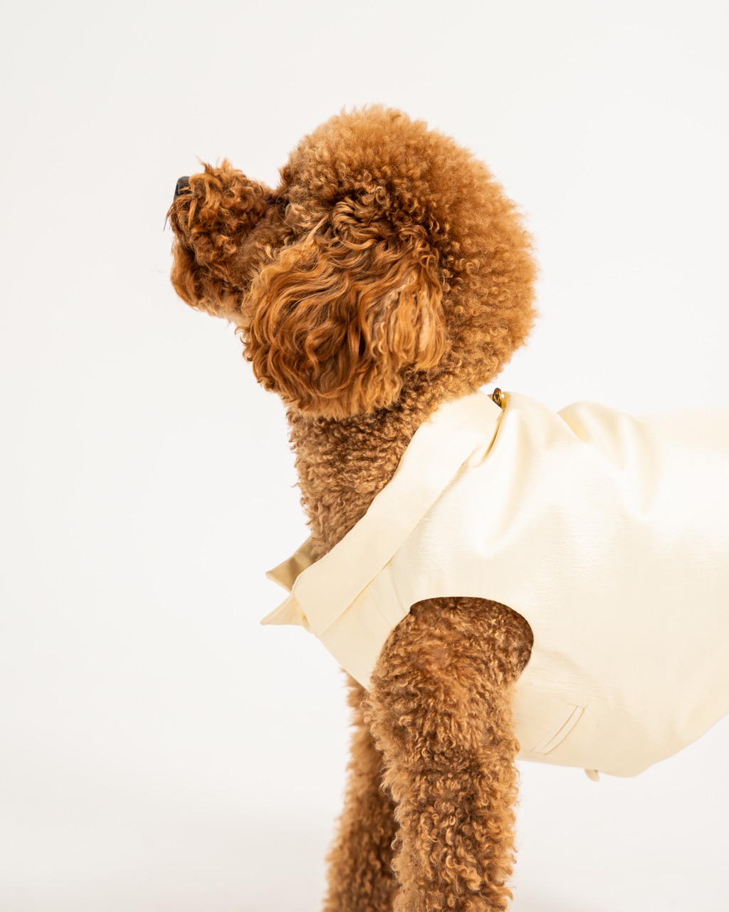 Apricot toy poodle in a cream silk CosmoPaw waistcoat