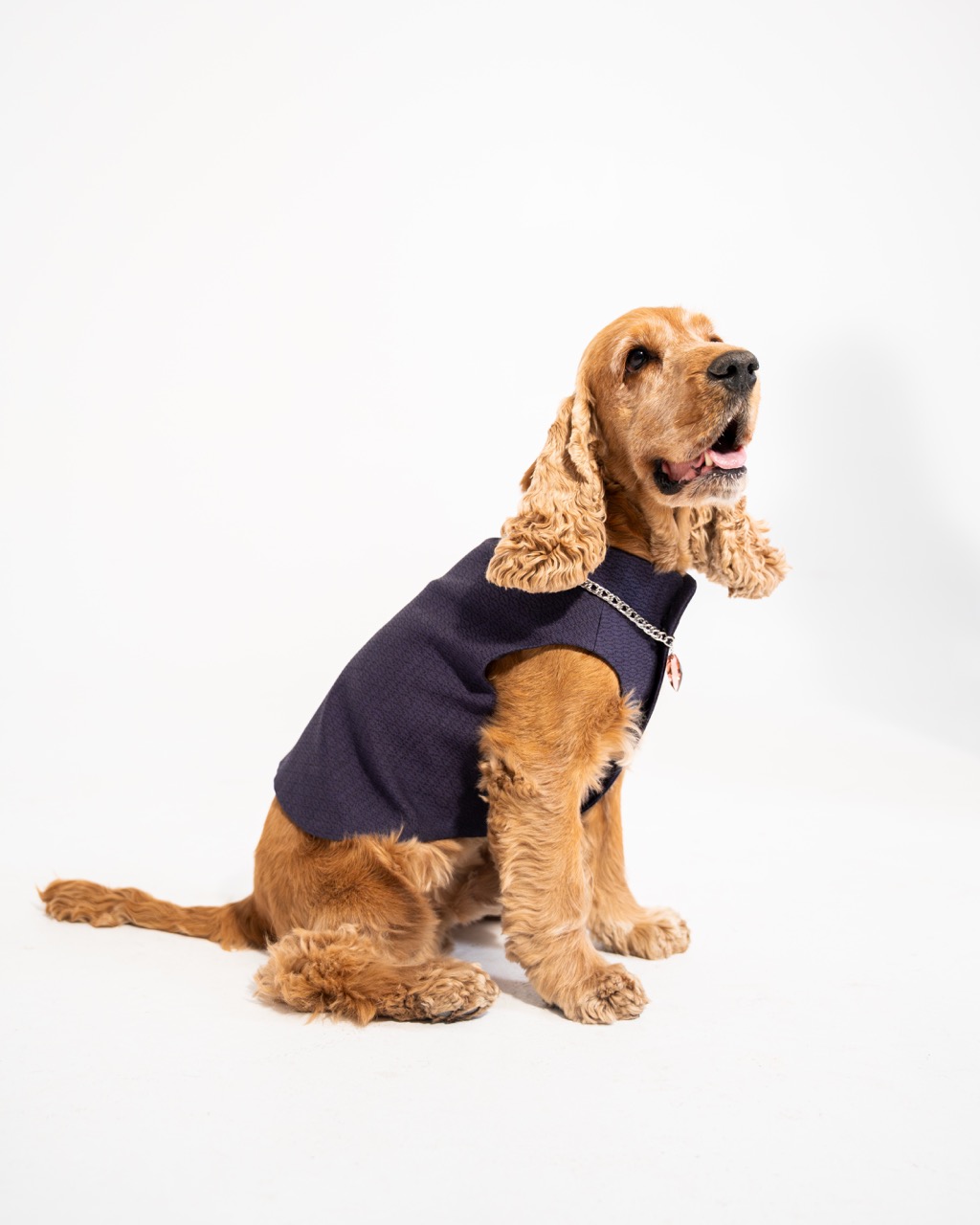 A cocker spaniel seated in a navy CosmoPaw piece against a pale studio backdrop