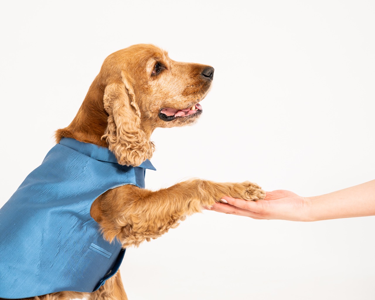 A cocker spaniel in a blue CosmoPaw waistcoat offering its paw to a person's hand