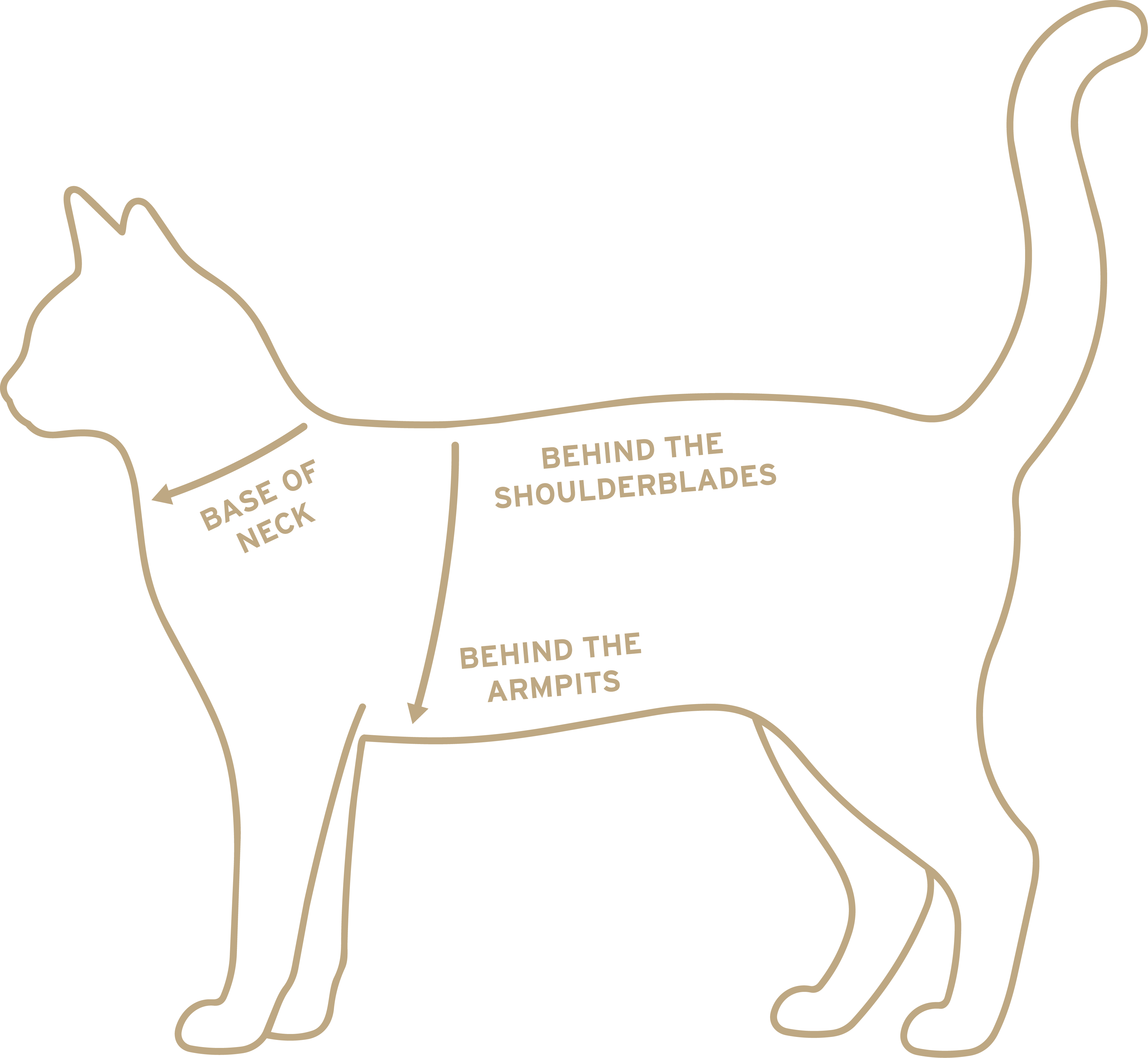 Diagram of a cat showing where to measure: base of neck, behind the shoulderblades, and behind the armpits.