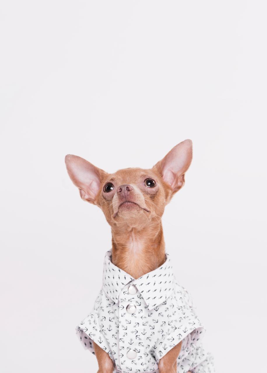 [Silk Bow Tie No. 0]