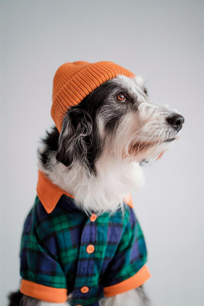 [Foulard Collar I]